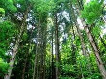 Arbres