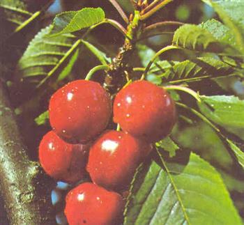 Cerisier bigarreau 'Reverchon' ou 'Coeur de Boeuf'